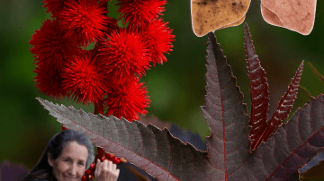 🌿 Unlock Luscious Locks: How Papaya Leaves Can Grow Long Hair and Restore Natural Color