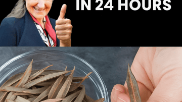 🍃 The Leaf That Fights Decay: Guava’s Ancient Secret to a Cavity-Free Smile 🦷