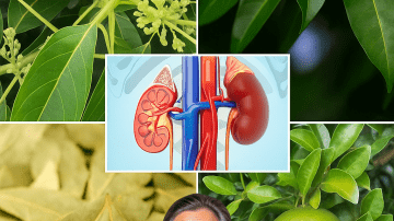 💰 DISCOVER HIDDEN GOLD IN YOUR GARDEN: CASTOR LEAVES UNVEILED