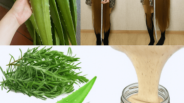 👑 The Ancient Vigor: Discover Sida Acuta—The Hidden Superherb That Can Transform Your Wellness Journey