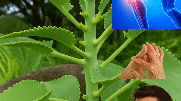 🍈💚 Jugo Milagroso: El Humilde Chayote Que Resetea Tu Cuerpo