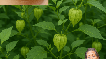 🌿 Doctors’ Secret: Castor Oil + Baking Soda – 15 Life-Changing Hacks You’ll Wish You Knew Sooner