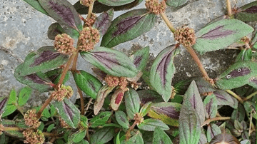 El secreto que un traumatólogo mexicano de 97 años no quiso llevarse a la tumba: este alimento de todos los días está regenerando rodillas en miles de abuelitas mexicanas