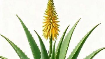 🦷 LA VERDAD OCULTA: ¿EL BLANQUEAMIENTO DENTAL EN SOLO 2 MINUTOS?