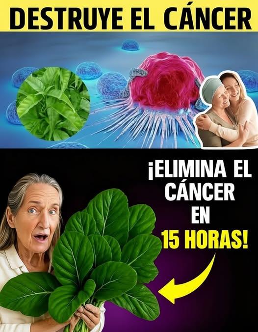 Có thể là hình ảnh về văn bản cho biết 'DESTRUYE EL CÁNCER ¡ELIMINA EL CÁNCER EN 15 HORAS! M'
