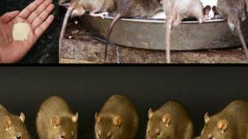 ✨ EL SECRETO DEL BATIDO MATUTINO QUE DESAFÍA LA EDAD (LUCE 25 A LOS 50 AÑOS) ✨