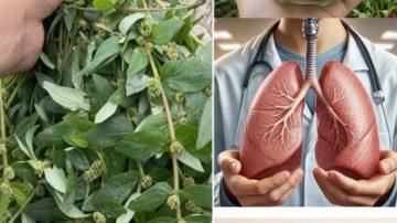 ✨ EL TRÍO PODEROSO: LA SEMILLA OSCURA Y LAS ESPECIAS QUE BLINDAN TU CUERPO ✨