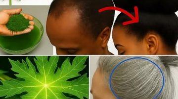 Kalanchoe: El Tesoro Verde que Esconde tu Jardín