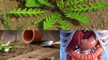 EL MÉTODO JAPONÉS: CÓMO TUS MANOS ACTIVAN EL PODER CURATIVO DE TU CUERPO