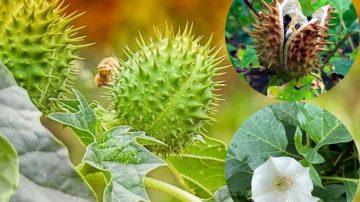 🌿 FORBIDDEN FRUIT: THE SECRET OF THE PAPAYA LEAF 💚