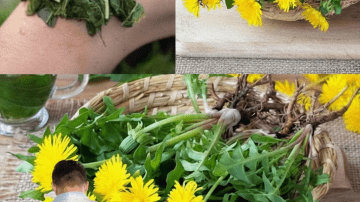 🌹 El Elixir Secreto de la Abuela: Una Bebida para la Diosa en Ti 👸