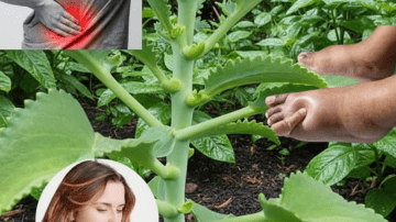 How to Get Rid of Rats and Cockroaches in Just ONE Night – The Mexican Trick Everyone Is Talking About