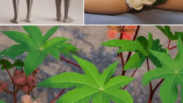 🌿 FORBIDDEN FRUIT: THE SECRET OF THE PAPAYA LEAF 💚