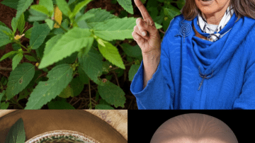 🌿 FORBIDDEN FRUIT: THE SECRET OF THE PAPAYA LEAF 💚