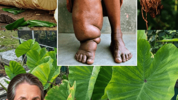 🌿 FORBIDDEN FRUIT: THE SECRET OF THE PAPAYA LEAF 💚