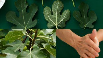 👑 Aceite de Ricino: El Tesoro Olvidado para tu Belleza y Salud ✨