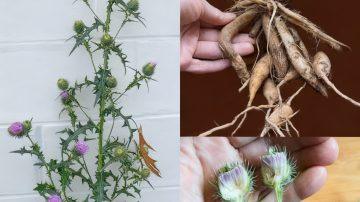 👑 Aceite de Ricino: El Tesoro Olvidado para tu Belleza y Salud ✨