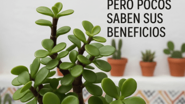 💜 ALBAHACA MORADA: EL TESORO PÚRPURA QUE TRANSFORMA TU SALUD 👁️