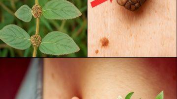 ⚡️ The Undisputed Fuel for Manhood and Vitality 💪