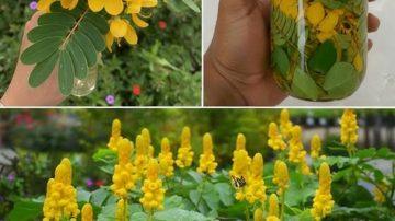 👑 Aceite de Ricino: El Tesoro Olvidado para tu Belleza y Salud ✨