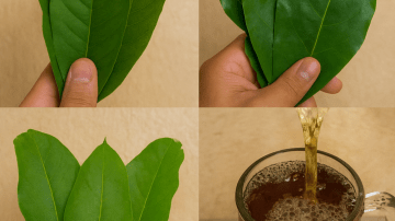 The Surprising Vegetable That Supports a Healthy Prostate and Bladder