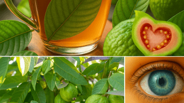 Euphorbia Hirta: The Common Garden Weed That’s 30 Surprising Health Benefits and How to Use It Safely at Home