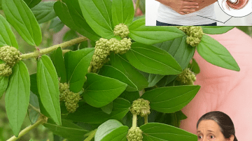 Asthma Weed: 9 Shocking Ways This Herb Transforms Health