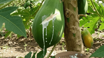 The Nine Everyday Foods Quietly Stressing Your Kidneys (And the Simple Swap You Need)