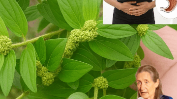 Could a Simple Kitchen Herb Like Oregano Actually Support Your Eye Health and Well-Being?