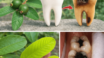 A Simple Guide to Exploring Eggshell Powder as a Natural Option for Brighter Teeth and Oral Care