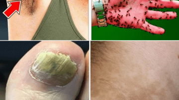 Discover 14 Potential Everyday Benefits of Moringa Leaves for Natural Wellness Support