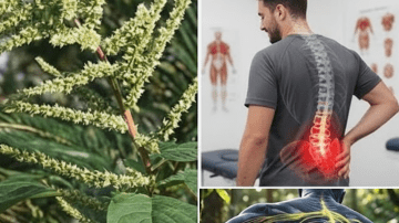 Can a Simple Cup of Onion-Infused Water Help Support Comfortable Eyes in Our Screen-Heavy World?