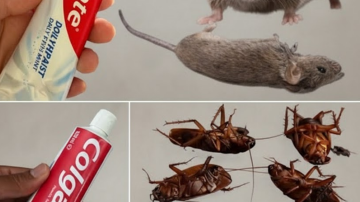 🌴 The Ultimate Superfruit: Why 3 Dates a Day Could Keep the Doctor Away