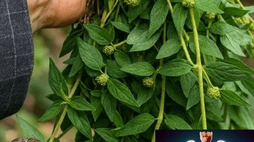 How Can a Simple Morning Drink with Tomato, Garlic, and Ginger Support Prostate Health After Age 40?