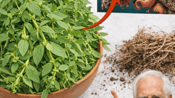 🦷 The $0 Solution: Top 3 Ancient Ways Guava Leaves Can Naturally Fight Tooth Decay, Plaque, and Gum Pain