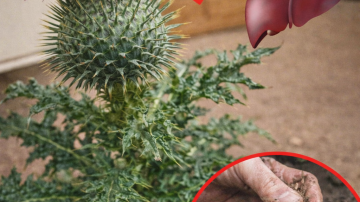 How to Handle Heart Attack Symptoms When Alone After Age 60: 7 Practical Steps for Seniors