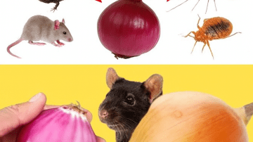 The Ultimate Guide to Unlocking All-Day Energy and Focus