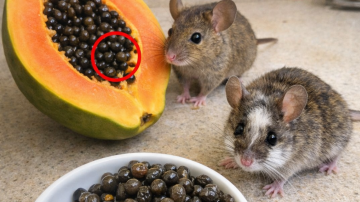 How to Use Onion and Onion Peels as Simple Daily Habits for Prostate and Bladder Comfort