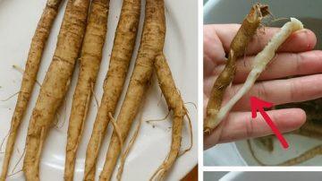 Exploring the Habits and Dietary Secrets of Japan’s Longest-Living Doctors for Vitality