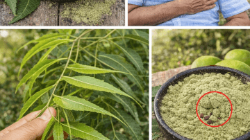 Exploring the Habits and Dietary Secrets of Japan’s Longest-Living Doctors for Vitality