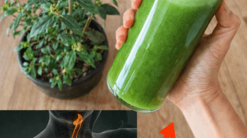 Best Protein Sources to Naturally Support Kidney Health: A Helpful Guide for Everyday Meals