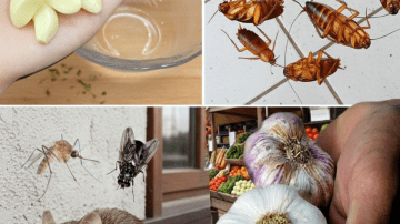 Could Soaking Dates Overnight in Water Be the Simple Daily Habit Your Body Has Been Missing?