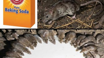 How to Easily Add Aloe Vera Water to Your Daily Routine for Better Hydration and Wellness