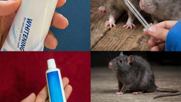 Garlic’s Hidden Secret: Restore Your Nails to Perfection in Just One Month – Are You Ready for the Transformation?