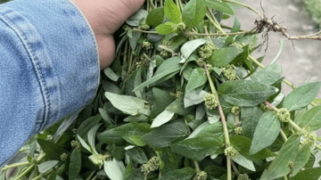 The Ultimate Guide to Unlocking All-Day Energy and Focus