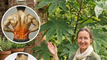 How to Soothe Tired Eyes Naturally: Exploring the Traditional Use of Guava Leaves for Daily Eye Comfort