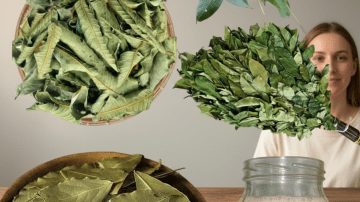 Could Soaking Dates Overnight in Water Be the Simple Daily Habit Your Body Has Been Missing?