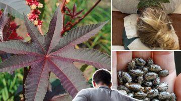 13 Science-Backed Reasons Why Adding Mulberries to Your Daily Routine Can Transform Your Health