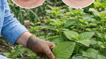 6 Vitamins and Supplements People with Kidney Concerns Should Approach with Extra Caution