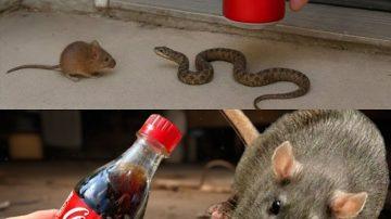 Can Salt Really Help Keep Bedbugs Out of Your Garden? Exploring the Popular Tip and Better Options